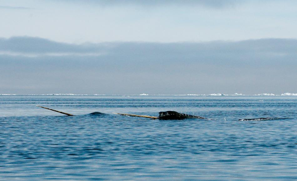 Bei Narwalen besitzen in erster Linie nur MÃ¤nnchen einen bis zu 3 m langen Stosszahn. Die Ã¼brigen ZÃ¤hne sind zurÃ¼ckgebildet und die Tiere saugen wohl ihre Nahrung wie ein Staubsauger in den Mund. Bild: Michael Wenger