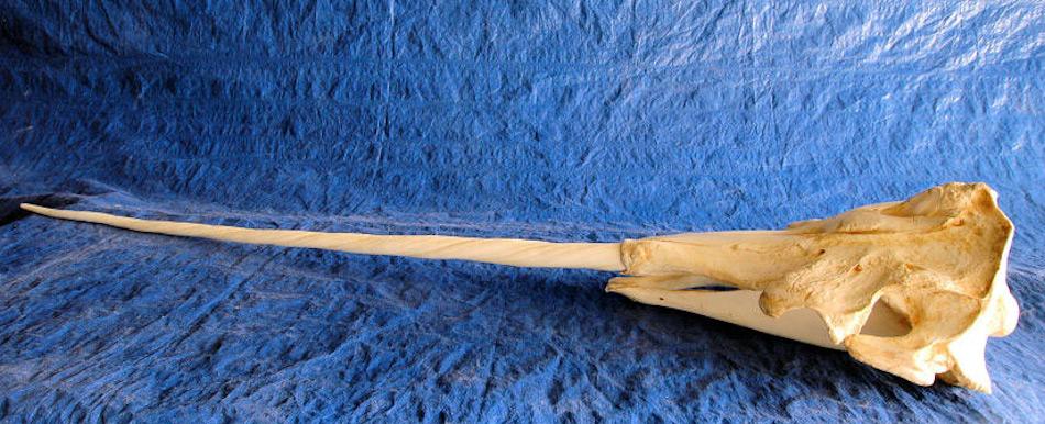 Der Stosszahn bei Narwalen ist normalerweise der einzige Zahn und ist ursprÃ¼nglich ein PrÃ¤molare oder Reisszahn. Er bildete die Grundlage fÃ¼r das sagenumwobene Einhorn, als die Wikinger mit den ZÃ¤hnen Handel in Europa betrieben hatten.