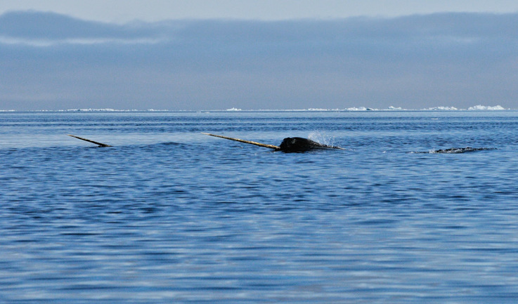 Narwale nennt man auch „Einhörner der Meere“ aufgrund ihres langen Stosszahnes, der ein