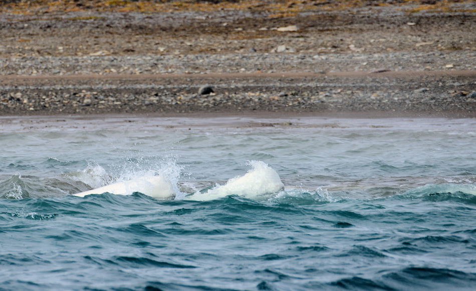 Belugas sind Generalisten, wenn es um Nahrung geht. Sie ernÃ¤hren sich vor allem von Fisch, kÃ¶nnen aber auch verschiedene Wirbellose jagen.- Dazu passen sie einfach ihre Jagdstrategien an und ihre Verhalten. Bild: Michael Wenger