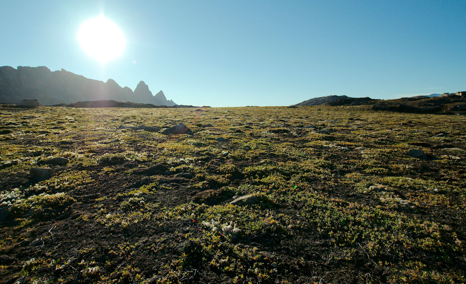 Die arktische Tundra besteht normalerweise aus Büschen, Gräsern, Blumen und Moosen und Flechten. Der Boden ist normalerweise nähstoffarm, besonders arm an Nitraten Doch viele Pflanzen können trotzdem diesen essentiellen Nährstoff wie jeder andere Pflanze aufnehmen. Bild: Michael Wenger