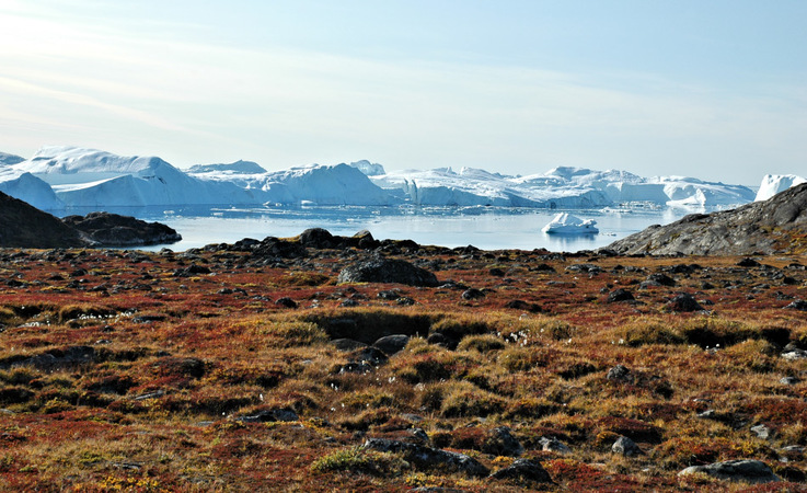 Grosse Gebiete der arktischen Tundra wie in Grönland sind sehr pflanzenreich. Hier leben auch