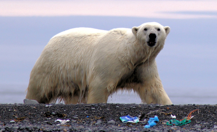 Plastikmüll in der Arktis ist ein enormes Problem. Meist wird der Müll angeschwemmt und wird am