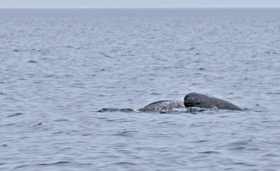 Narwale kommen wohl nur im FrÃ¼hjahr in die KÃ¼stengebiete, um dort zu fressen und die Jungen zu gebÃ¤ren. Narwale haben eine langsame Fortpflanzung und sind deswegen besonders gefÃ¤hrdet bei StÃ¶rungen. Bild: Michael Wenger