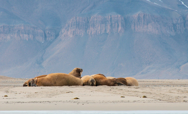 Die Walrosse, die grösste Robbenart im Norden, werden bereits seit Jahrhunderten wegen ihren