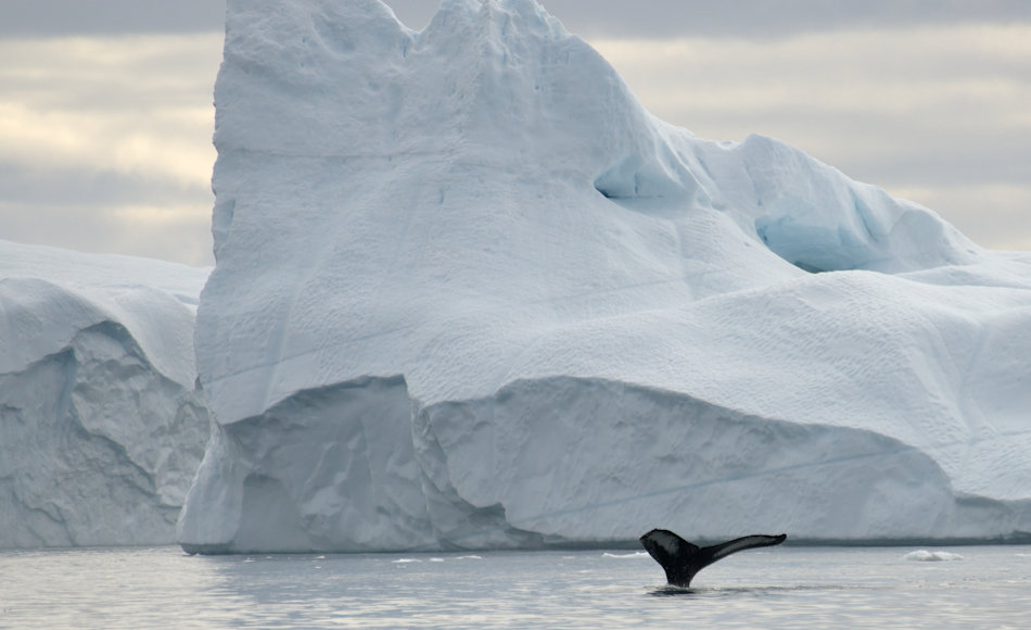 Die Baffin Bay, die zwischen Kanada und WestgrÃ¶nland liegt, ist ein bekanntes und beliebtes Ziel der WalfÃ¤nger gewesen. Doch die eisigen und gefÃ¤hrlichen Bedingungen hatten hohe Opfer gefordert, nicht nur an den Walen. Bild: Michael Wenger 