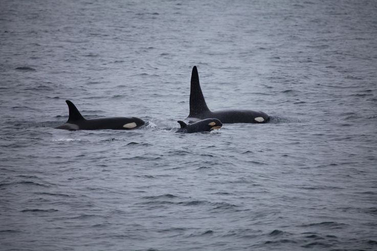 Orcas leben in festen Grossfamilien, die ein Leben lang zusammen bleiben. (Foto: