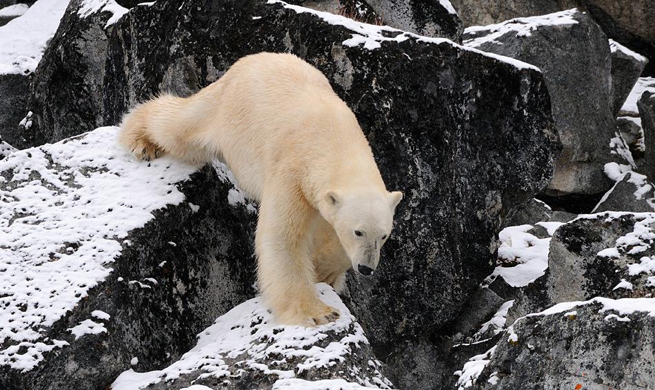 Ungefähr 3‘000 Eisbären wandern auf dem Gebiet Svalbards und der nördlichen Barentssee. Obwohl sie potentiell über auf den Inseln sein können, wandern die meisten Bären der Küste entlang, um ihre Beute zu finden. Bild: Michael Wenger