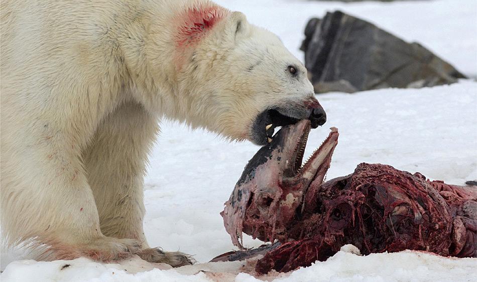 Eisbären fressen normalerweise zuerst die nahrhafte Speckschicht, bevor sie andere Teile nehmen. Interessanterweise wird das Muskelfleisch zuletzt gefressen, da seine Verdauung sehr viel Energie in Form von Wärme verbraucht. Nachdem ein Eisbär seinen Bauch gefüllt hat, bedeckt er die Überreste mit Eis und Schnee, um sie vor anderen Plünderern zu schützen.