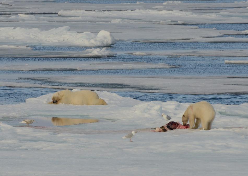 Während der Sommermonate liegen die Robben an der Kante des Packeises. Dorthin müssen Eisbären wandern, wenn sie etwas zu fressen finden wollen. Doch nur jede zehnte bis zwölfte Chance ist auch erfolgreich. Bild: Michael Wenger