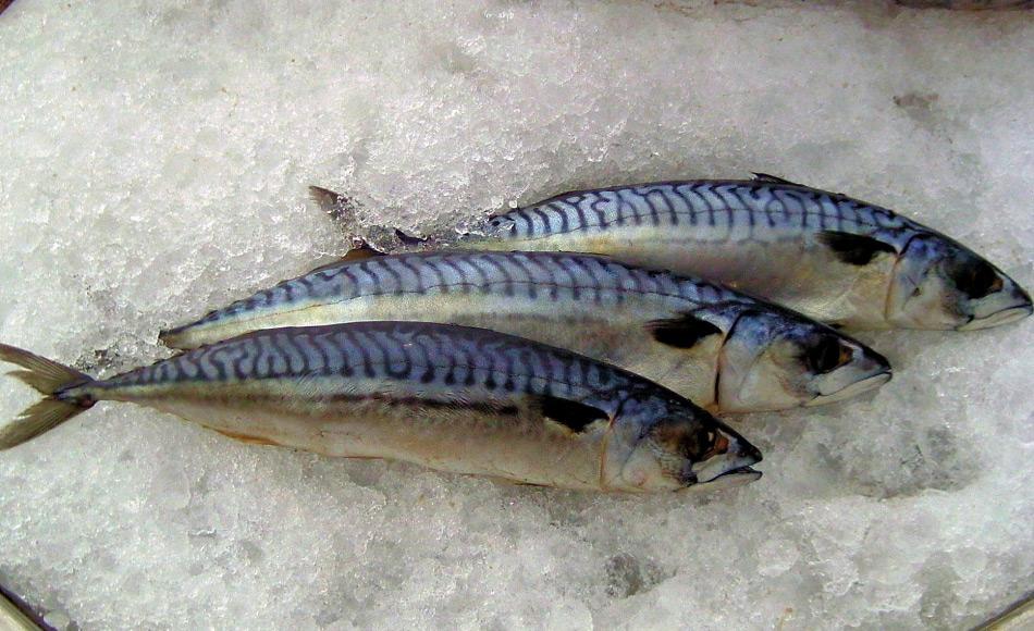 Makrelen sind Planktonfresser und halten sich gerne in temperaten Gewässern mit hoher Produktivität auf. Aufgrund des Klimawandels verschieben sich aber die traditionellen Futtergebiete nach Norden und bilden ein Risiko für kälteangepasste Arten.