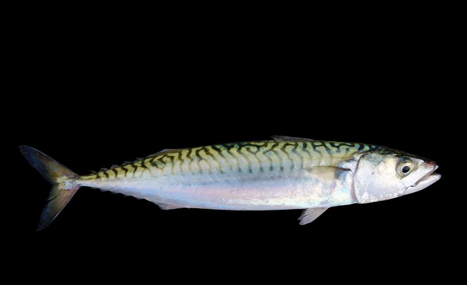 Makrele ist der Name einer Reihe von verschiedenen Fischarten. Im Atlantik ist Scomber scombrus die häufigste und wirtschaftlich wichtigste Art. Sie bilden riesige Aggregationen, sogenannte Schulen, und leben vor allem in den temperaten Gewässern. Bild: Hans Hillewaert