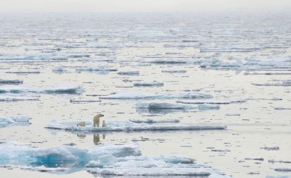 Das arktische Meereis ist der wichtigste Faktor fÃ¼r die Ãkologie der Arktis und ihrer Bewohner. Ohne Meereis finden EisbÃ¤ren, Robben und alle anderen Arktisbewohner weder Nahrung noch Lebensraum. Und das Meereis wird immer weniger. Bild Michael Wenger