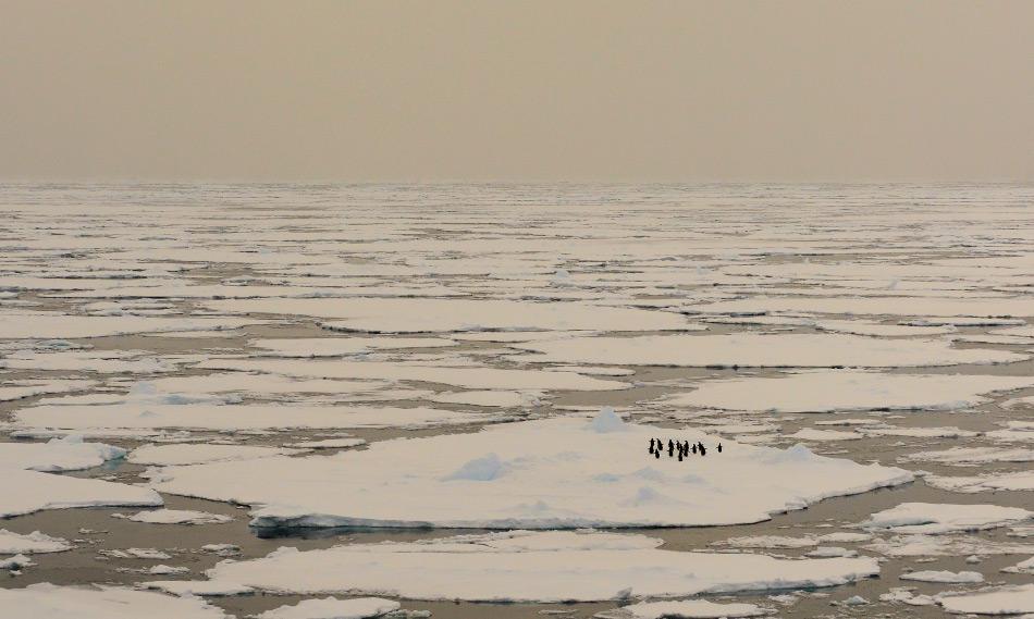 Obwohl Wissenschaftler insgesamt eine Zunahme des antarktischen Meereises registrierten, zeigen einige Gebiete klare Anzeichen von Erwärmung und dem Verlust von Meereis. In dieser Saison war der gesamte Kontinent davon betroffen, auch das Rossmeer. Bild: Michael Wenger