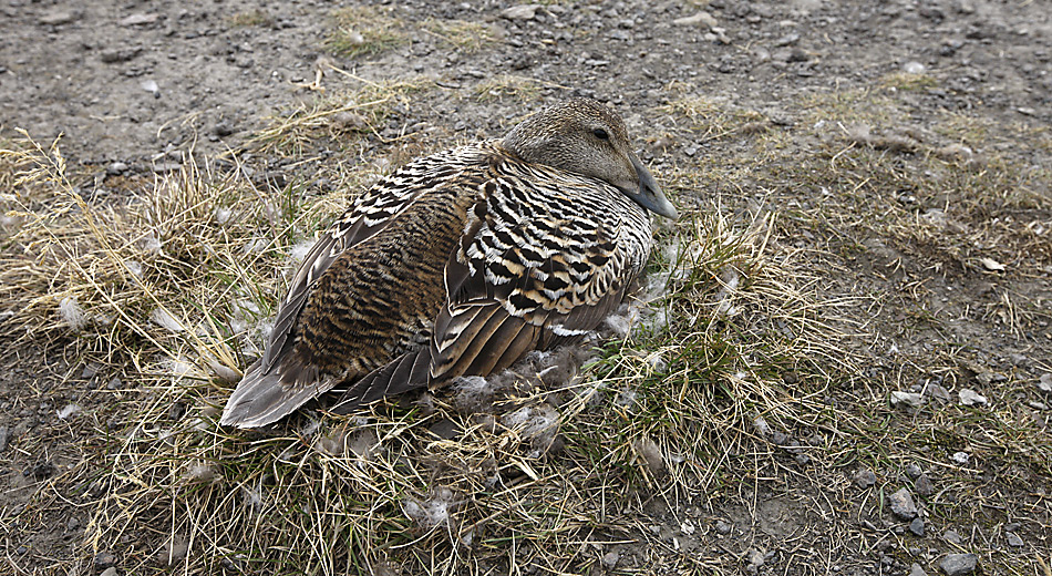 In der Kolonie bei Longyearbyen brÃ¼hten zirka 200 Eiderenten. Die Eier werden wÃ¤hrend einer Dauer von 25 bis 26 Tagen ausschliesslich durch das Weibchen bebrÃ¼tet, das wÃ¤hrend dieser Zeit fastet.