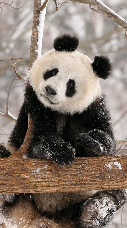 Pandas fÃ¼hlen sich auch im Winter wohl und dÃ¼rften mit dem Klima in Kopenhagen kein Problem haben.