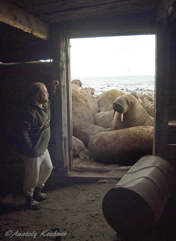 Der russische Wissenschaftler Anatoly Kochnev ist einer der führenden Spezialisten für Eisbären und Arktische Biologie im russischen Beringia National Park Chukotka. Neben seiner Tätigkeit für den Nationalpark arbeitet er für die russische Akademie der Wissenschaften, Institut für biologische Probleme im Norden. Bild Anatoly Kochnev