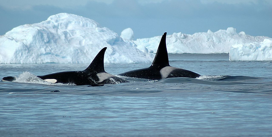 Orcas tragen ihren Ãbernamen Â«KillerwalÂ» zu unrecht.