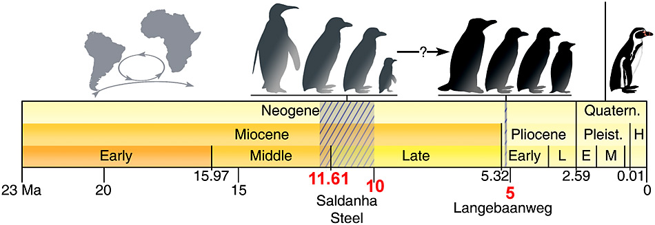 Ganz rechts der Â«NeuzeitpinguinÂ». Fossilienfunde seines VorgÃ¤ngers zeigen, dass bereits vor ca. 5 Millionen und 10-12 Millionen Jahre (straffierte FlÃ¤che) Pinguine in SÃ¼dafrika heimisch waren.