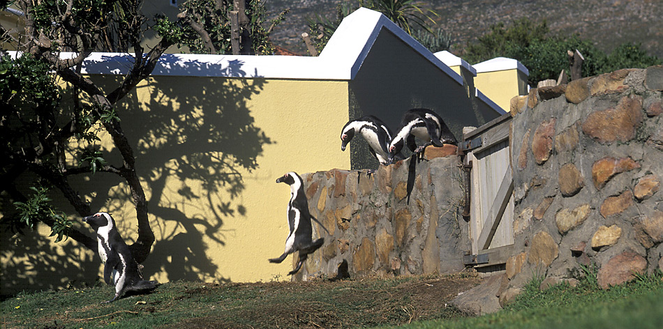 Auch vor fremden GÃ¤rten wird kein Halt gemacht. Gelegentlich Ã¼berwinden die Pinguine Gartenmauern oder schwimmen zum Ãrger ihrer Besitzer in den Pools der Villen.