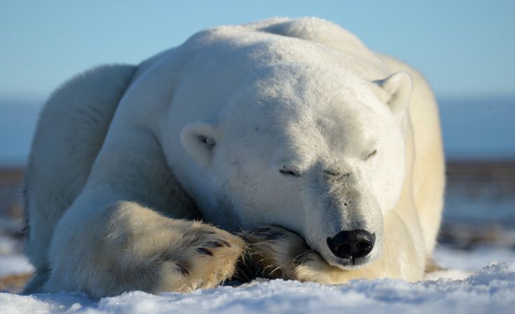 Eisbu00e4ren in der kanadischen Arktis kommen vom u00e4ussersten Norden von Ellesmere Island bis ins