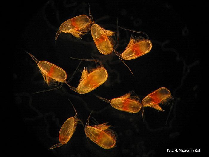 LOHAFEX gibt neue Einblicke in die Planktonökologie