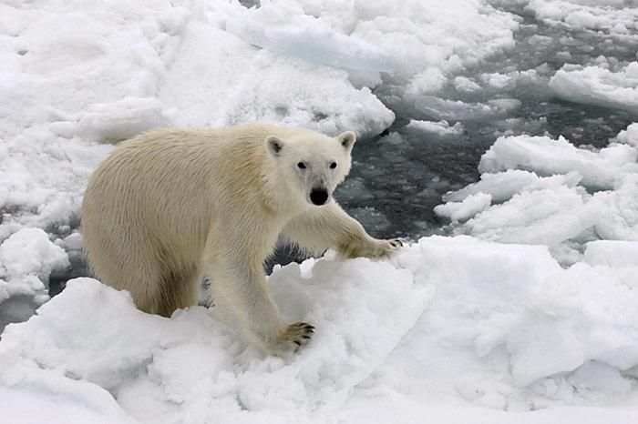 Das sind unsere Eisbären