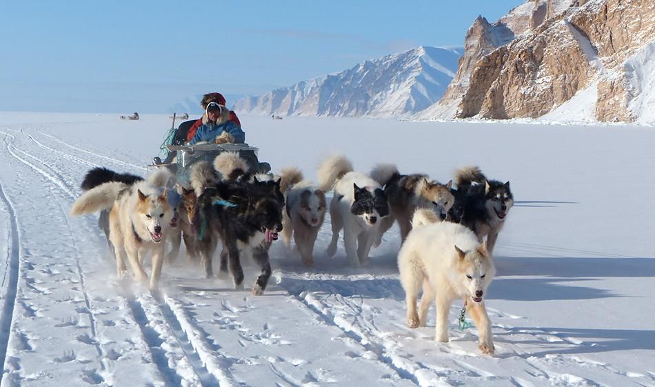 Schlittenhunde vor dem Aussterben