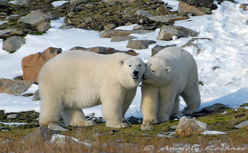 Russischer Parkleiter entlassen nach Kritik an russischer Basis auf Wrangel Island