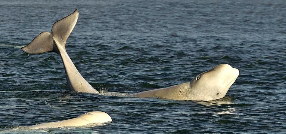 Belugas, die blind machen