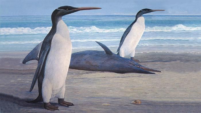 Fossil von Riesenpinguin rekonstruiert