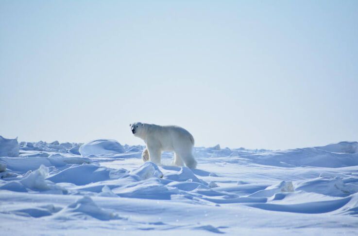 Eisbu00e4ren fu00fchlen sich hier wohl. (Bild: WWF