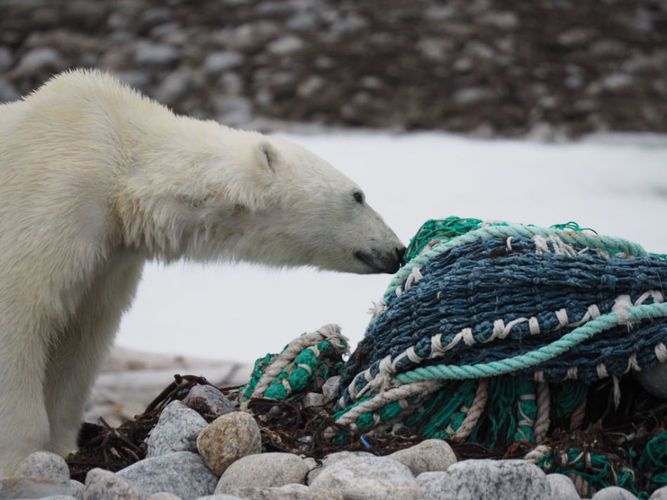 Mu00fcll im Meer ist eine Bedrohung fu00fcr die lokale Tierwelt. (Foto: Zet Freiburghaus, Polar