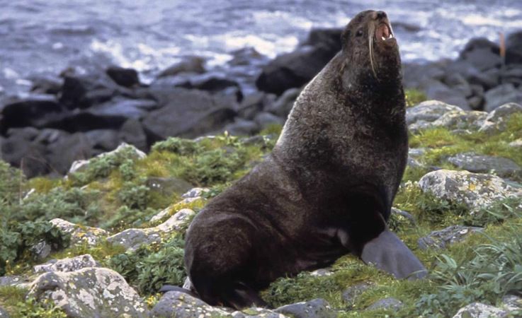 Einheimische Fischer in Alaska wussten seit langem, dass Jungrobben mit dem Wind schwimmen, anstatt