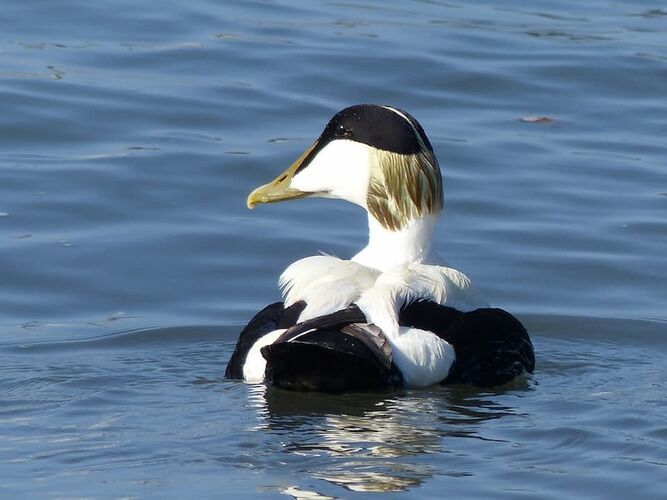 eider